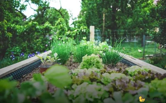 Dealing with Garden Pests Naturally: Uncover Organic Solutions