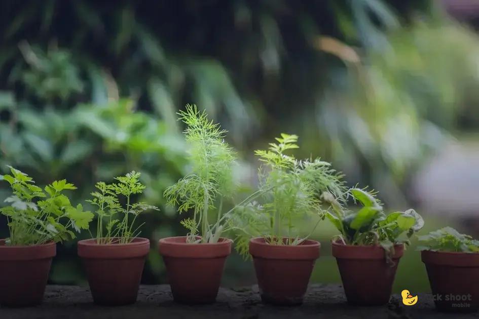 Essential Winter Soil Preparations
