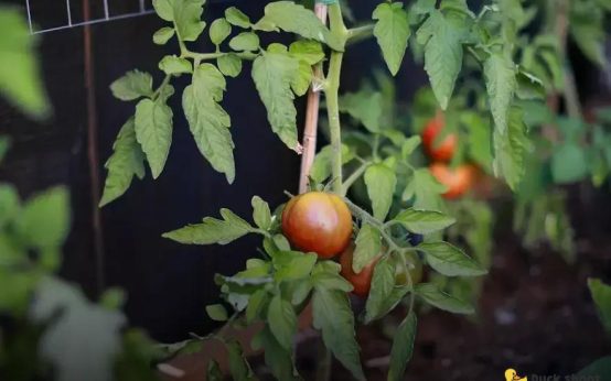 How to Spot and Treat Common Plant Diseases Easily
