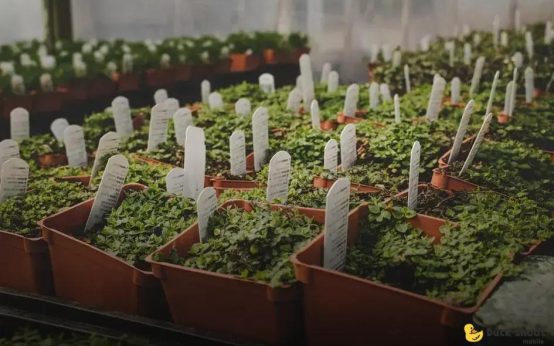 When & How to Fertilize Your Plants for Growth