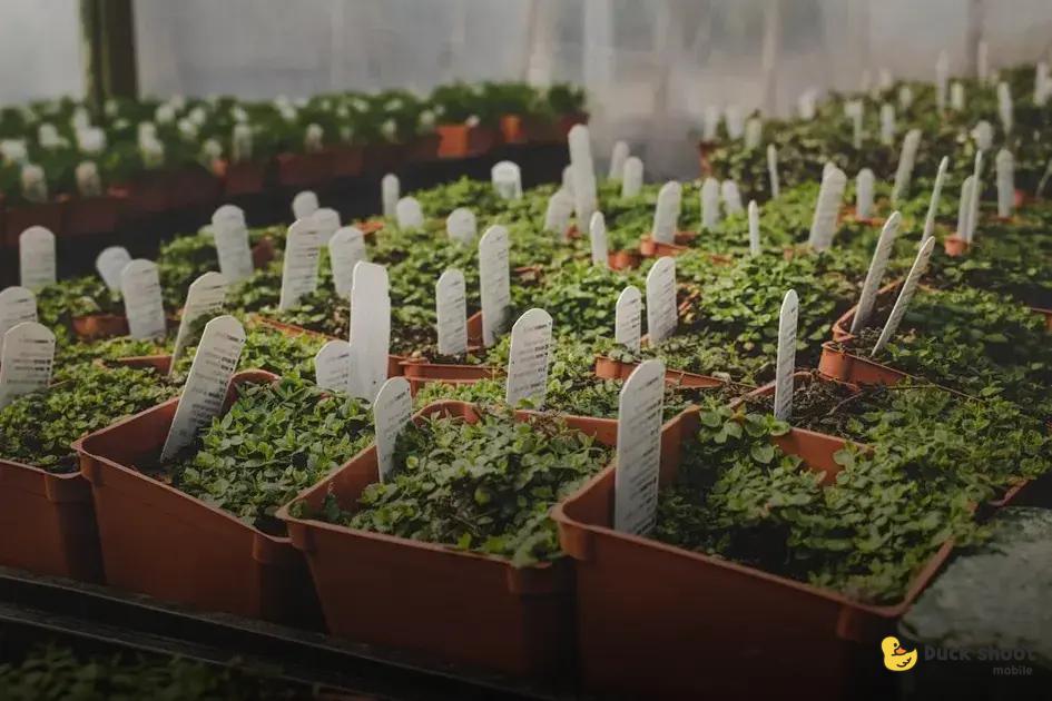 When & How to Fertilize Your Plants for Growth